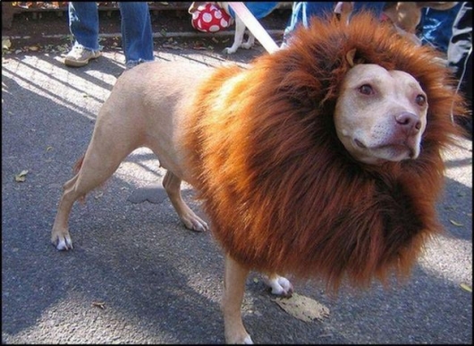 Lion dog