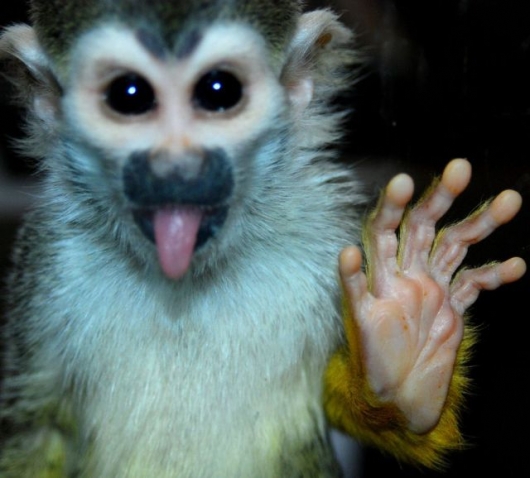 High five