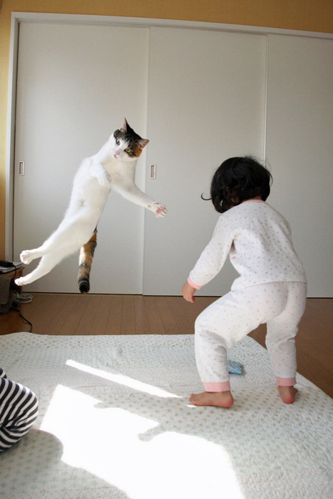 Flying cat