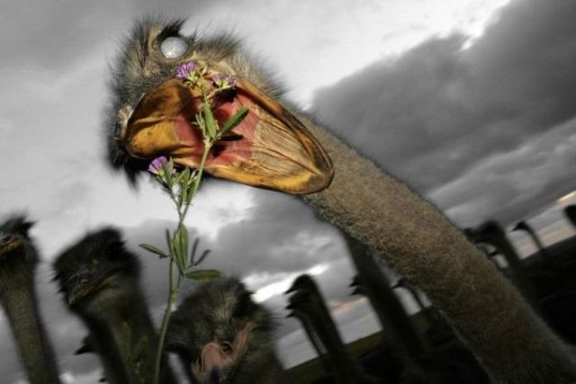 Attack of the ostrich army