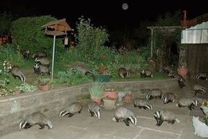 Badger invasion