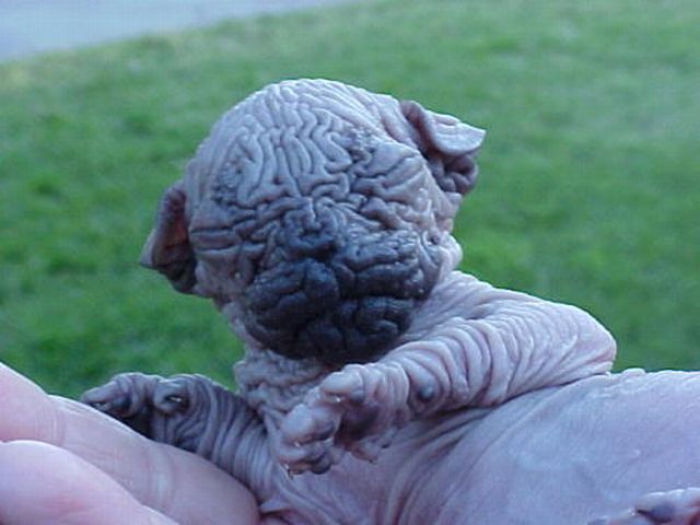 Bald baby kitten
