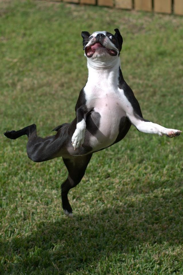 Ballet dog