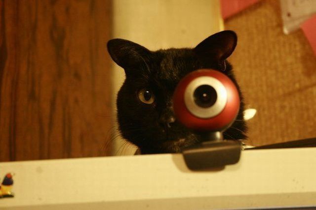 Big eye cat