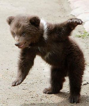 Breakdancing bear