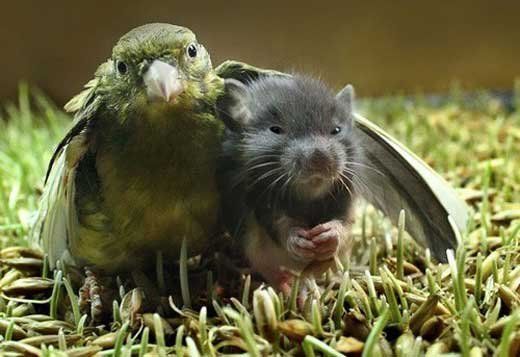 Buddies