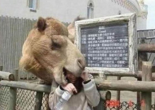Camel om nom nom