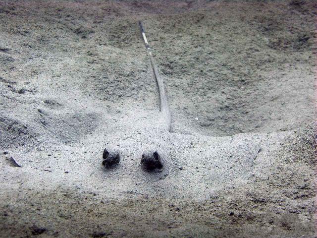 Camouflaged  stringray