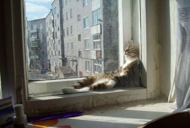 Cat in the window