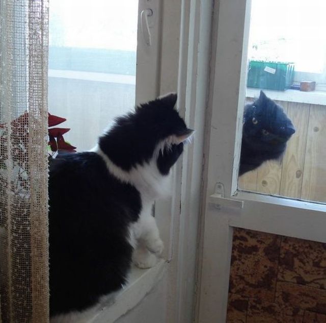 Cat mirror prank