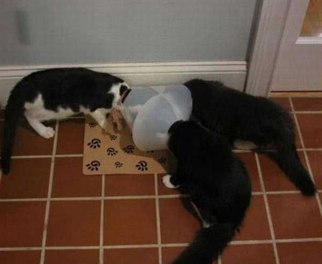Cat secret meeting