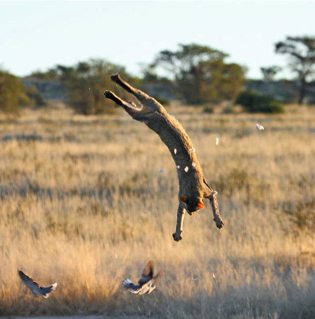 Catching birds