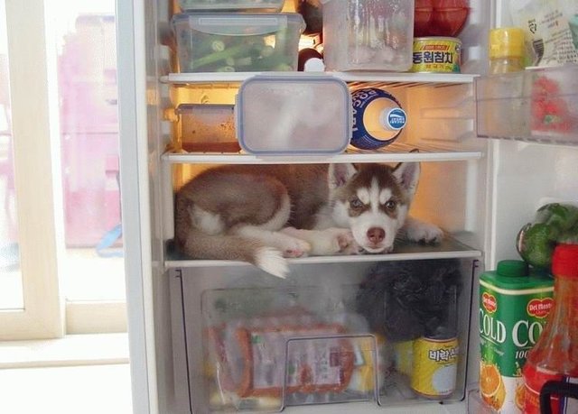 Cool dog