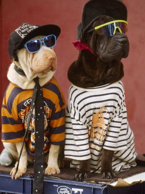 coolest dogs cool dogs pictures of animals coolest dogs cool dogs pictures of animals
