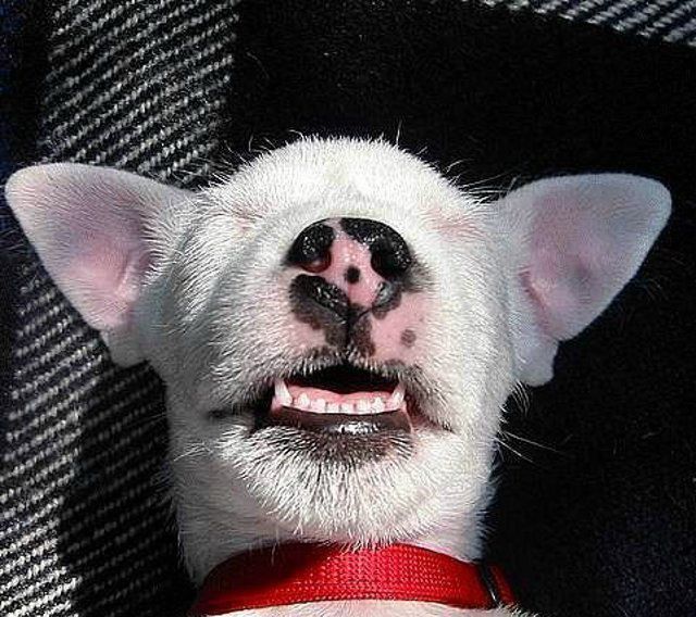 Cute Bull Terrier puppy