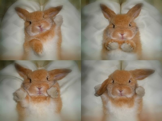 Cute bunny