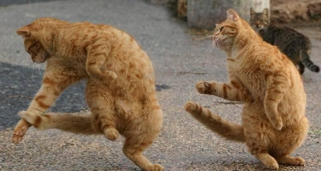 Dancing cats