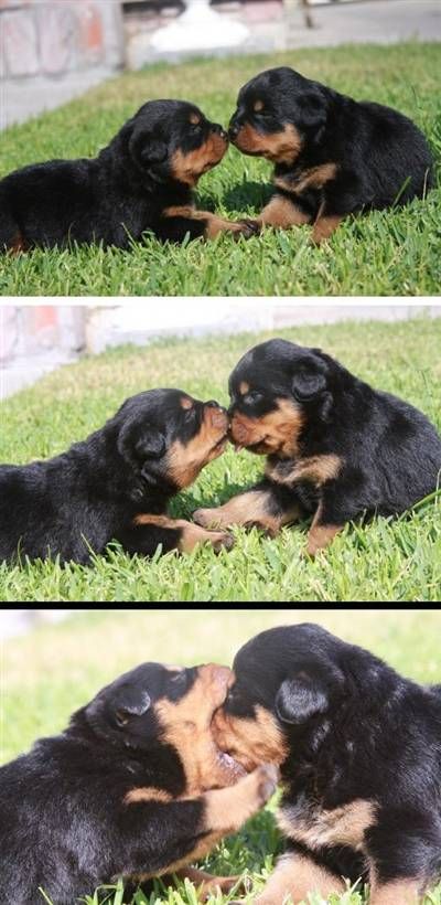 Puppy non nom