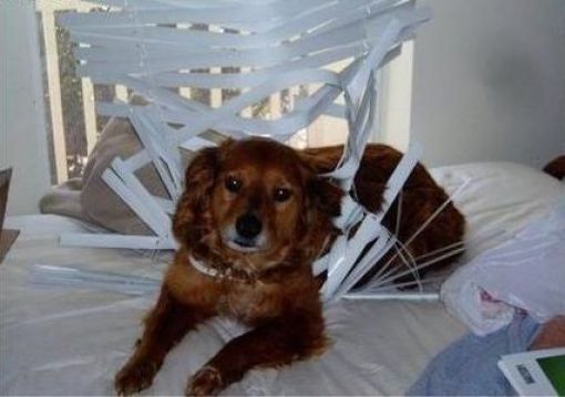 Dog vs blinds