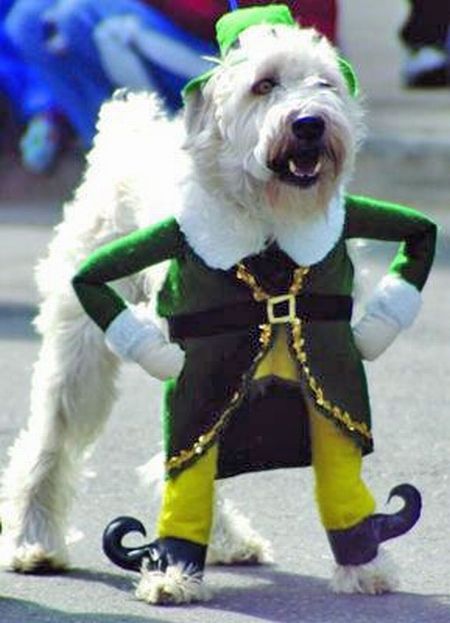 Elf dog