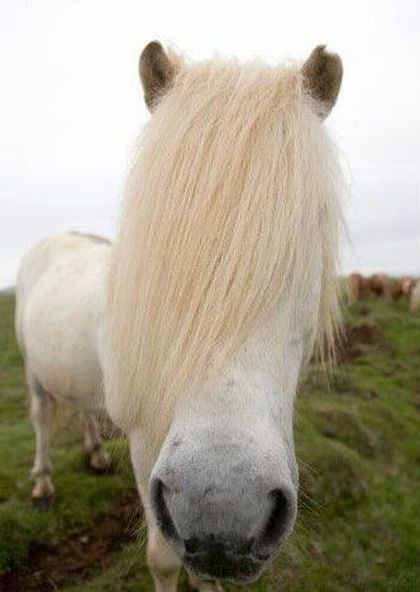 Emo horse