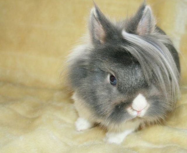 Emo rabbit