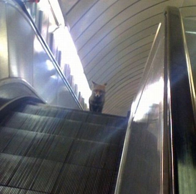 Escalator fox