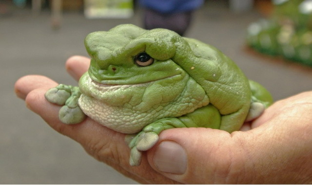 Fat smiling toad