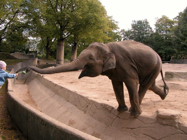 Feeding the elephant