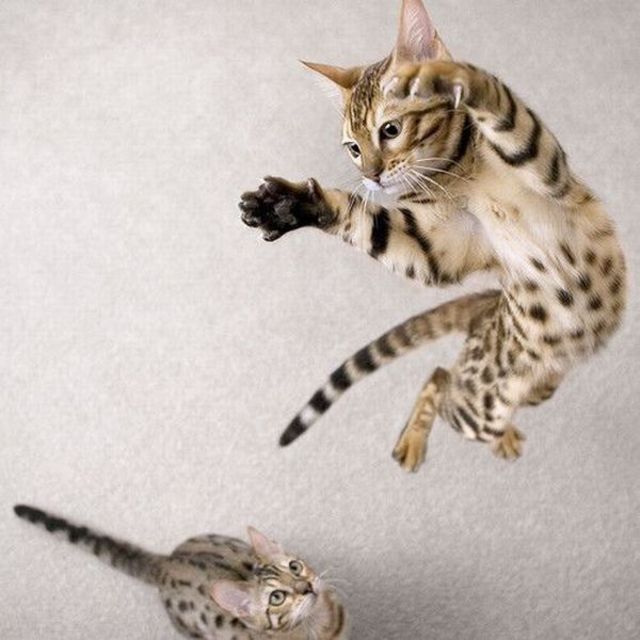 Flying cat
