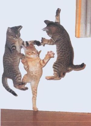 Flying ninja cats snapshot