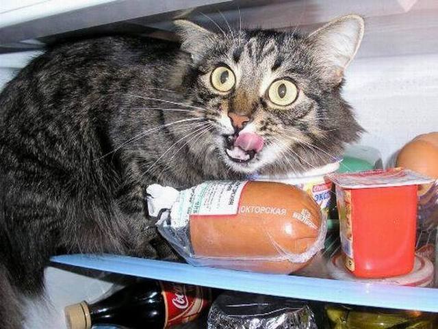 Fridge cat