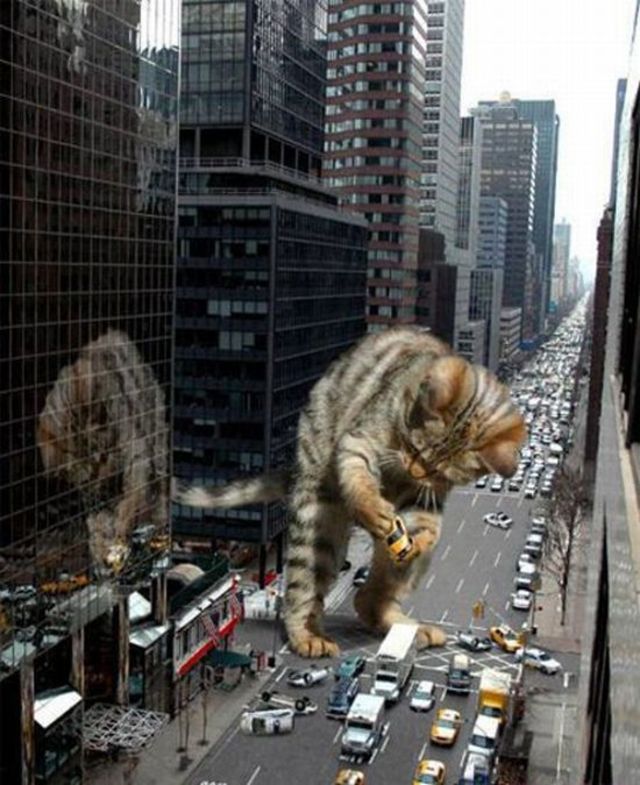 Giant kitten attack
