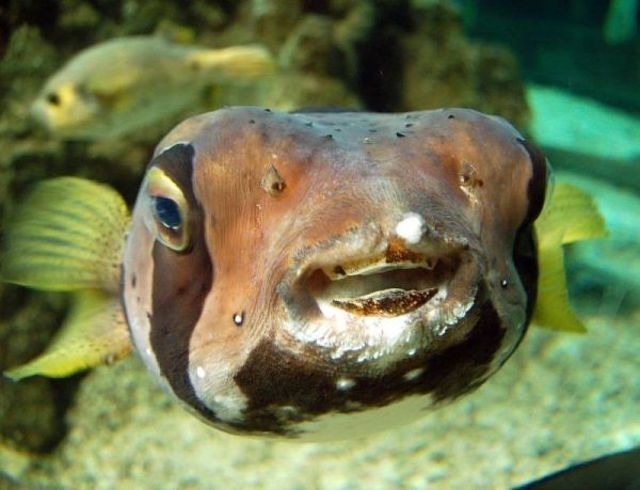 Happy fish is happy