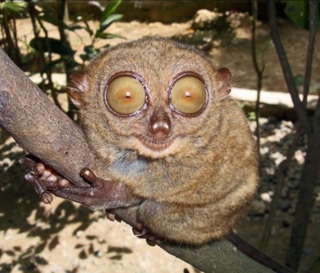Happy Tarsier