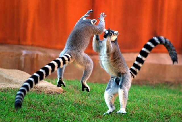 Happy lemurs