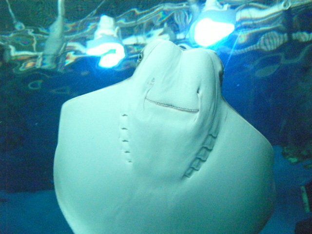 Happy stingray is happy