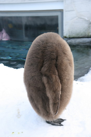 Headless penguin
