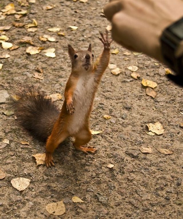 High five