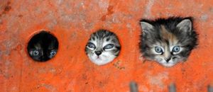 Hole cats are watching you