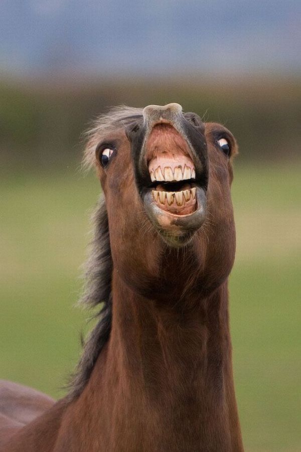 big teeth smile. Horse smile