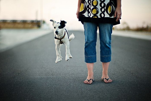Hover dog