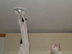 How Many Cats Does It Take to Screw in a Lightbulb?