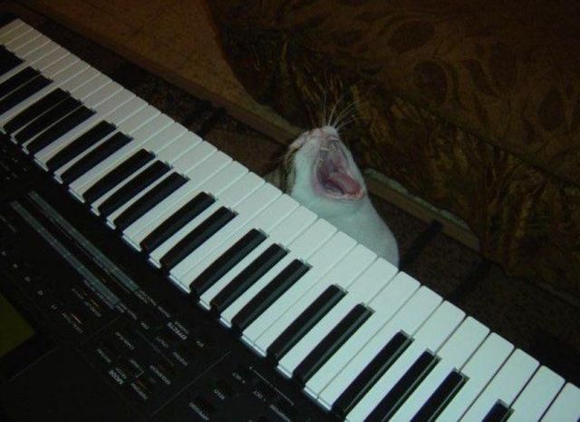 Keyboard cat is sleepy