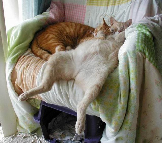 Lazy cat