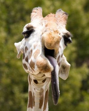 Long tongue giraffe
