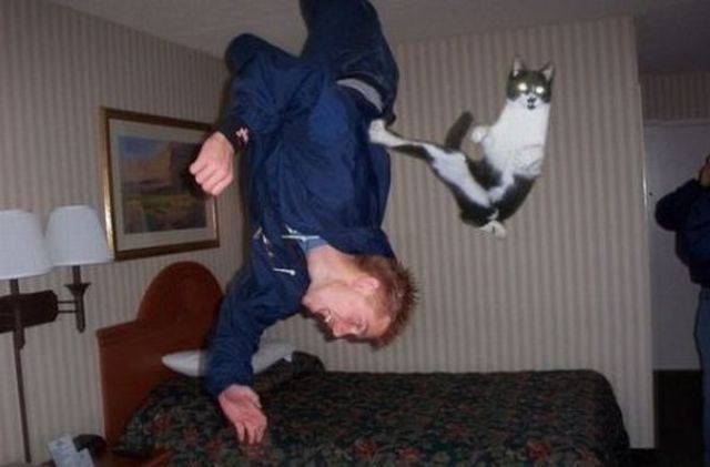 Ninja cat