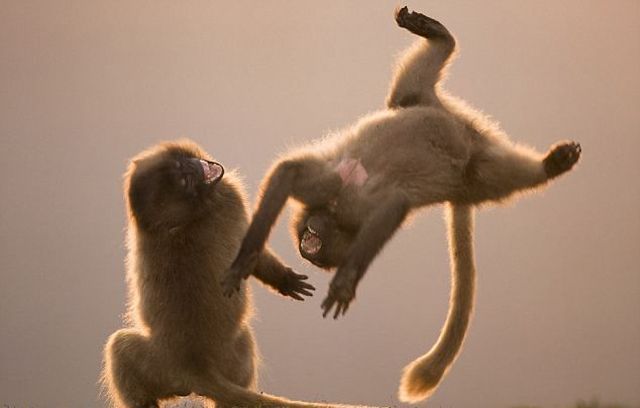 Ninja monkeys