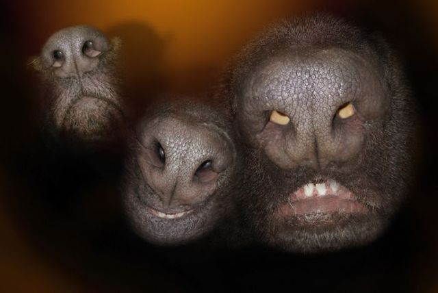 Nose faces