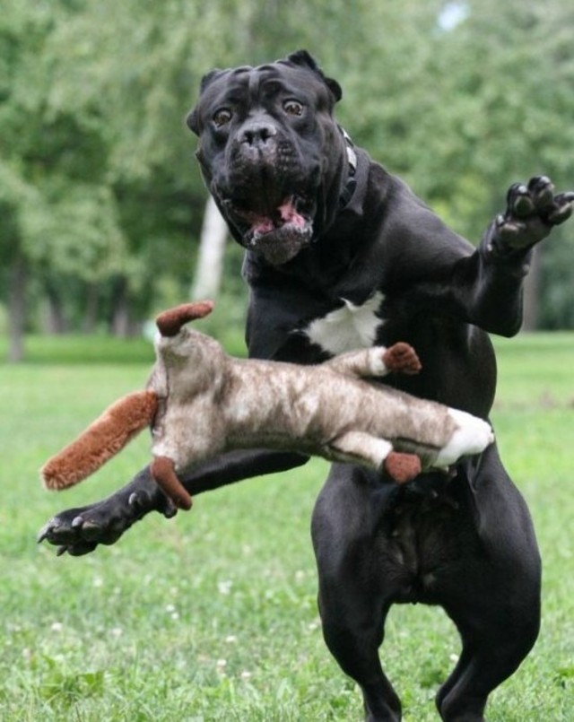 OMG dog